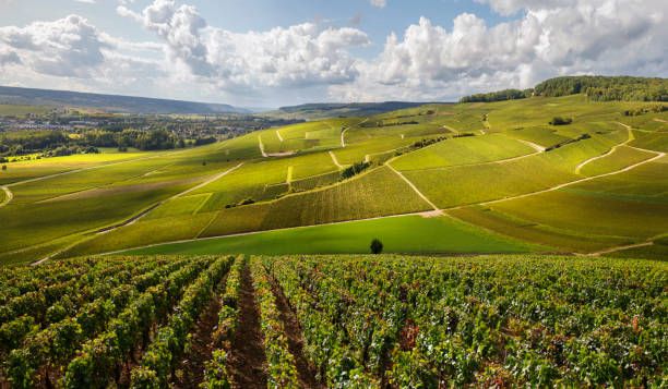 ✨ New partner domains: a prestigious selection joins our portfolio - Sarment Sea Wine
